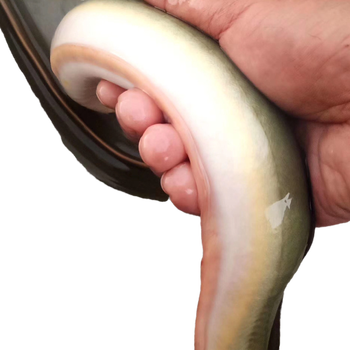 国产淡水黄鳗鱼鲜活河鳗鱼黄鳗鱼1斤到2斤以上一条包活 1.8-2斤/条