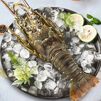 小青龙活冻大龙虾大虾速冻波士顿龙虾海鲜鲜活水产农产品100g200g只