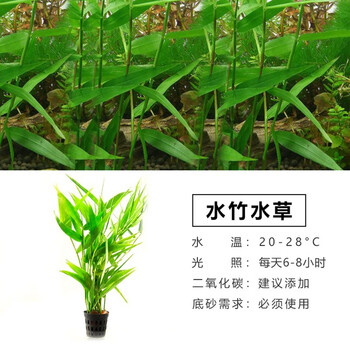 宝熙中后景活体懒人水草阴性真水草鱼缸装饰水族箱植物造景有经类水草水竹水草 图片价格品牌报价 京东 宝熙中后景活体懒人水草阴性真水草鱼缸装饰水族箱植物造景有经类水草水竹水草 图片价格品牌报价 京东