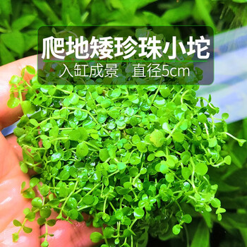 再宠前景草鱼缸草坪爬地矮珍珠趴地矮珍珠爬地珍珠鱼缸造景水草趴地珍珠坨草小坨 图片价格品牌报价 京东
