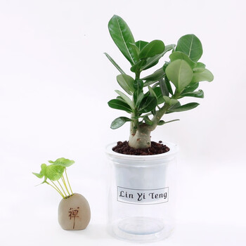 艺藤发财树绿植盆栽富贵竹栀子花文竹九里香绿植盆栽办公室桌面盆栽自动吸水高档透明直筒懒人盆沙漠玫瑰 透明盆 图片价格品牌报价 京东