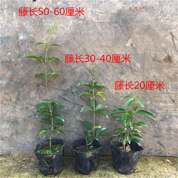 种植攀爬植物炮丈花炮仗花苗蒜香藤花苗带花凌霄花苗爬藤植物攀爬植物当年开花q5 蒜香藤40 50cm原件不含盆 图片价格品牌报价 京东