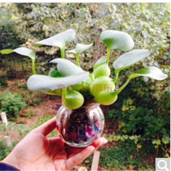 水生水养绿植漂浮性水葫芦水草迷你盆栽造景植物水生水培花裸根不带土10个 图片价格品牌报价 京东