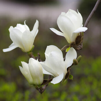 玉兰花树苗大型庭院种植树木红玉兰紫玉兰白玉兰四季庭院盆栽绿化苗风景树白玉兰 当年开花 6公分粗左右 图片价格品牌报价 京东 玉兰花树苗大型庭院种植树木红玉兰紫玉兰白玉兰四季庭院盆栽绿化苗风景树白玉兰 当年开花 6公分粗左右 图片价格品牌报价 京东