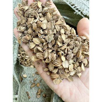 芗苒北沙参种子四季播种用种籽籽 北沙参种子一斤