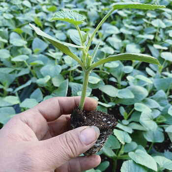 羊角蜜甜瓜种籽羊角酥甜瓜种子香瓜苗密春季四季水果特大种孑 【羊角