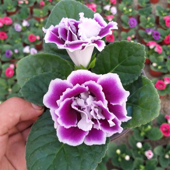 大岩桐重瓣盆栽富贵芙蓉花苗窗台阳台花卉观花植物四季开花f5 Frh紫白 含盆 图片价格品牌报价 京东