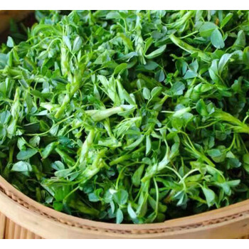 鲜美惊苜蓿菜新鲜食用头茬农家山野菜陕西苜蓿芽净重3斤苜蓿草1250g