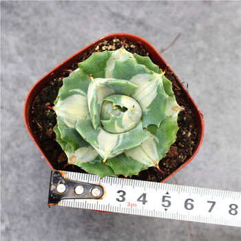 王妃雷神白中斑龙舌兰科多肉植物小盆栽变异花卉植物好养大白中斑4 5cm 裸根不带土 图片价格品牌报价 京东