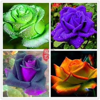 进口1玫瑰种子阳台盆栽花卉种籽庭院室内外易养活花籽多年生红玫瑰混色100粒 买就送花种 图片价格品牌报价 京东