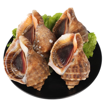 十里馋海螺鲜活速冻发货超大当天新鲜海鲜水产生鲜贝类花螺5斤装