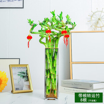 篱趣富贵竹水培绿植开运竹室内桌面净化空气好养植物观音竹基地直销 8根转运竹55-60cm（不含瓶）