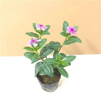 四季开花五叶梅长春花盆栽日日春四季梅长春花苗盆栽 20厘米3-4分支