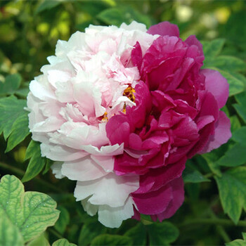 涞思芊【牡丹花树苗】洛阳观赏牡丹花苗大苗47分支重瓣大花四季开花