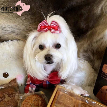 终身饲养指导 纯种宠物狗狗马尔济斯犬幼犬幼崽宠物犬马尔济斯宠物狗精选a级公 图片价格品牌报价 京东