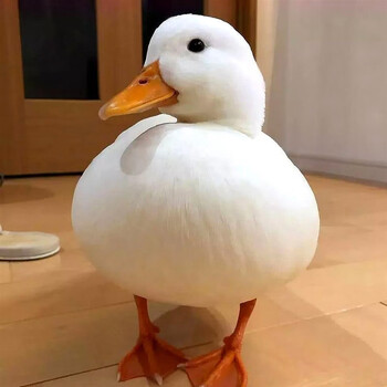 网红鸭子柯尔鸭活宠物受精蛋可达鸭小鸭子科尔鸭苗幼鸭仔日本纯种