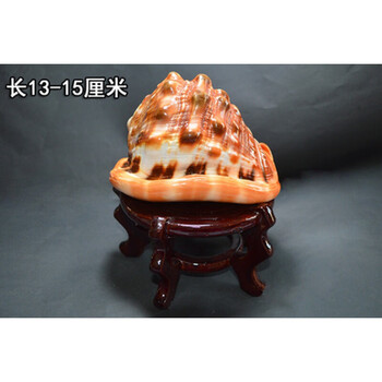 大海螺壳家里的装饰品四大名螺贝壳客 13-15厘米加底座【图片 价格