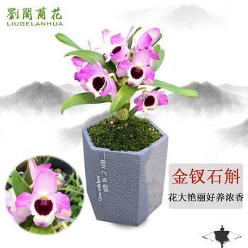 刘阁兰花苗大花好养金钗石斛冬带浓香花苞出售兰草室内绿植花卉盆栽4苗连体 图片价格品牌报价 京东