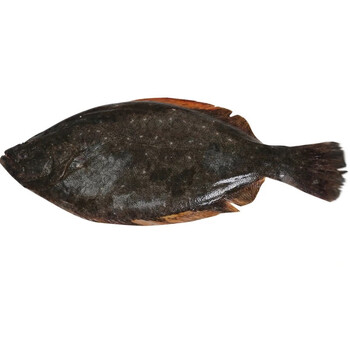 鲜木新鲜鸦片鱼158斤条牙片鱼鲽鱼比目鱼海鱼鸦片偏口鱼海鲜水产鲜木
