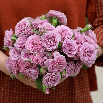 月季大花浓香四季开花庭院盆栽地栽嫁接月季树苗棒棒糖月季 拉米月 1