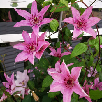 预售款藤本皇后铁线莲耐寒爬藤植物新幻紫花苗重瓣阳台庭院盆栽花卉z3