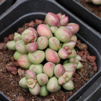 多肉植物月亮石珍珠豆西娜精品控养肉肉洛神侧影紫光皮氏锦紫光小群生
