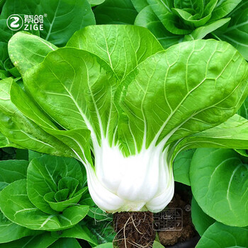 紫鸽奶白菜种子四季矮脚青菜奶油黄心小白菜籽春春季蔬菜 速翠矮脚黄
