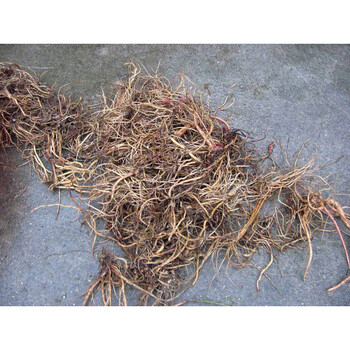 新鲜晒干土牛膝根野牛膝倒扣草接骨草扭伤500克1斤怀牛膝