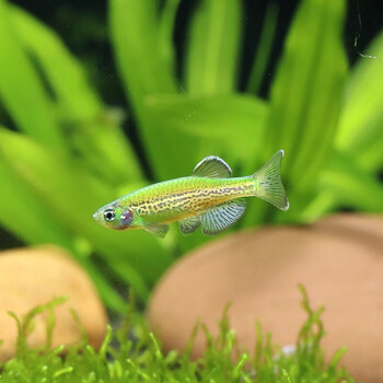 【美人雾 糖果色稀有荧光绿豹纹斑马鱼(约3cm)】美人雾 糖果色稀有荧