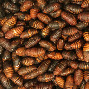 【当天发】蚕蛹茧蛹东北柞蚕蛹鲜活新鲜蚕蛹批发柞蝉蛹特产 大二黄蛹