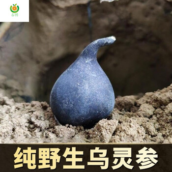 纯野生乌灵参中材野生雷震子鸡茯苓吊金钟鸡枞蛋煲汤煮水精品选货50g