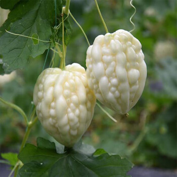 白玉苦瓜新鲜苹果苦瓜1500g不苦生吃沙拉蔬菜食用迷你小苦瓜 500g
