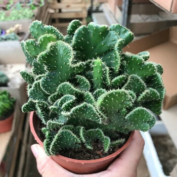 诺耘墨西哥米邦塔仙人掌盆栽新鲜仙人掌绿色多肉植物盆栽可嫁接食用观赏仙人掌不含盆新品仙人木耳 图片价格品牌报价 京东