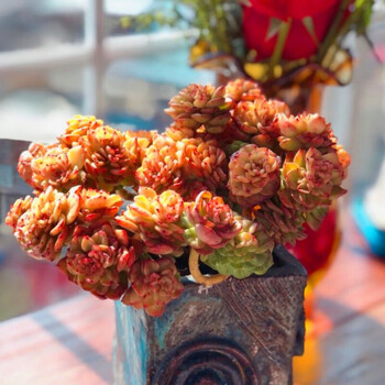 群生稀有品种组合盆栽绿植好养肉肉 4年黄金蜡牡丹13cm左右(2件9折)