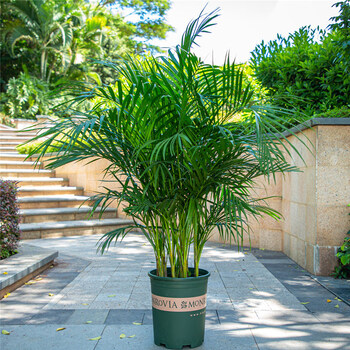 凤尾竹和散尾葵图片(凤尾竹与散尾葵区别图片对比)