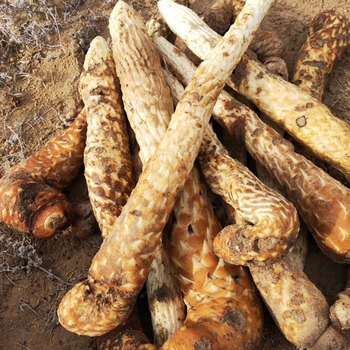 林密码 新鲜油苁蓉 当年新货内蒙古阿拉善鲜肉苁蓉 男士泡酒料泡茶可