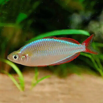 vieruodis 电光美人鱼石美人刚果美人蓝美人电光球热带观赏鱼活体