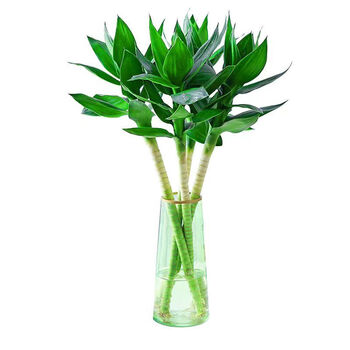 山头林村文昌竹4支带根节节高水培文昌竹绿植花卉植物室内花富贵竹