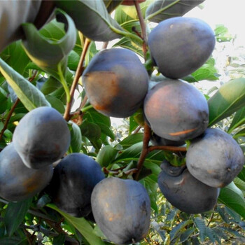 柿子树当年结果嫁接日本甜黑柿子苗无核脆柿苗地载盆栽南北方种植柿子树苗2年嫁接苗 图片价格品牌报价 京东