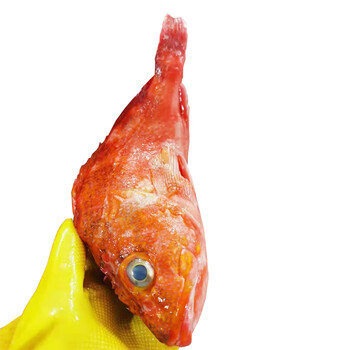 厚今海鲜海钓石九公石狗公鱼冰鲜水产煲汤煲粥清蒸汤鲜味美f新鲜到家