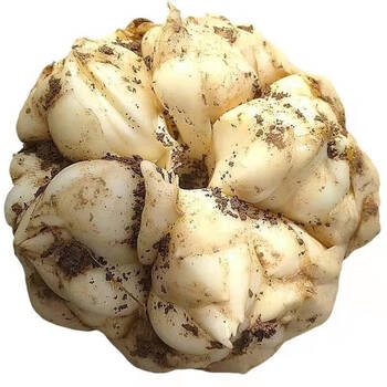 囧仙子现挖正宗百合无硫百合微苦食同源农家直销纯百合 一斤【大果5-6