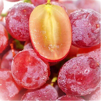 葡萄克伦生当季冬时令脆甜无籽红提 3斤精选装