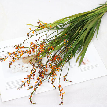 火焰兰干花 喷泉草原生自然干枝蒲棒装饰花材插花ins北欧小清新 火焰