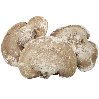 长白山灵芝 桦剥管菌白玉灵芝整只切片打粉 野生白灵芝 250克