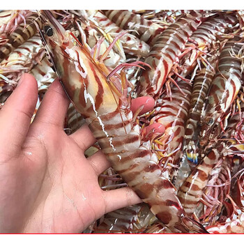 晨臻湛江斑节虾鲜活速冻新鲜基围虾冷冻竹节虾特大海虾超大九节虾