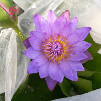 植物四季鮮花碗蓮荷花成品苗帶花苞室內花卉水池養水蓮花 睡蓮紫色系