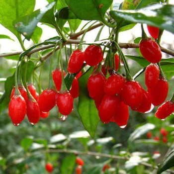 盆景红枸杞树苗绿植野生枸杞子四季盆栽根艺造型耐寒 初石 宁夏红枸杞