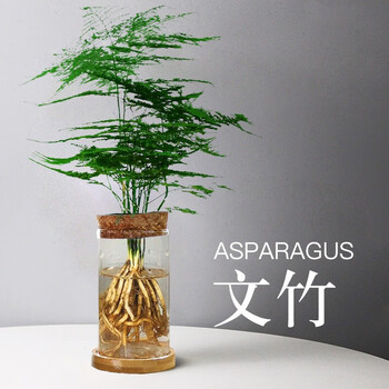 墨斗鱼文竹水培植物室内绿植桌面小盆栽四季水养水生好养活竹芋富贵竹花卉盆栽 绿植盆栽 粟色惠