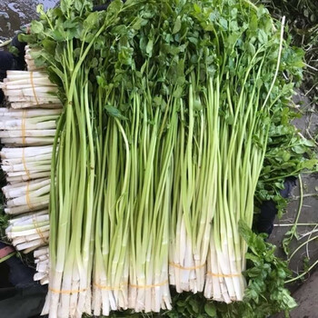 晨臻水芹菜蔬菜新鲜芹菜农家自种菜小叶水芹割芹野芹3斤时令蔬菜 生鲜