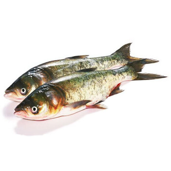 猫扑鱼微山湖胖头鱼花鲢生鲜鱼类大头鱼新鲜鲜活现杀大头鱼4斤一条